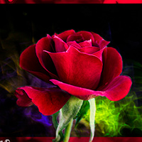 Rose with a composite of a photograph done with long exposure fixed in photoshop.