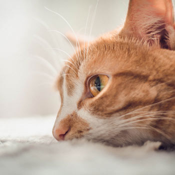 Dorito, Orange cat looking of into distance