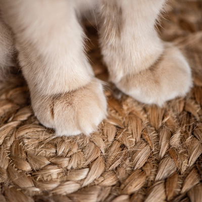 2 White cat Paws