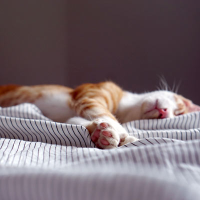 Orange and White cat laying on bed