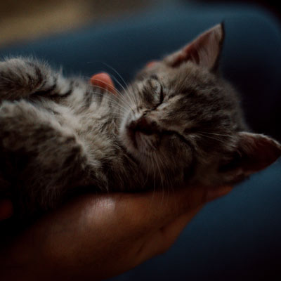 Hands holding grey kitten.