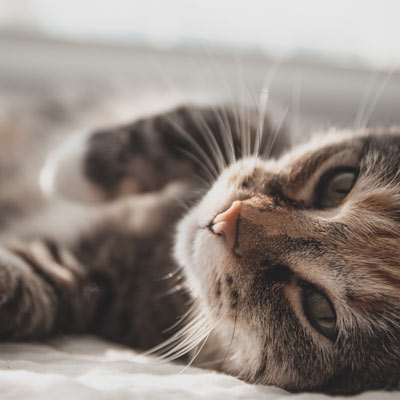 Cat laying on back on bed.
