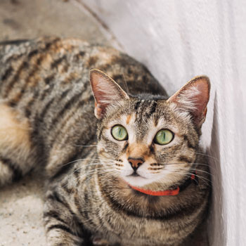 Kora, striped brown cat.