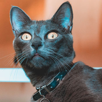 Rita, Grey Russian Blue cat looking at camera