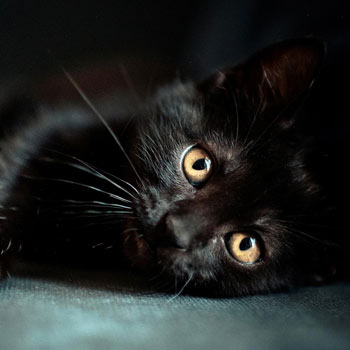 Roxy, Black cat laying down and looking into camera.
