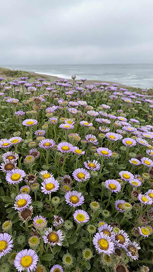 Purple flowers overlooking ocean.