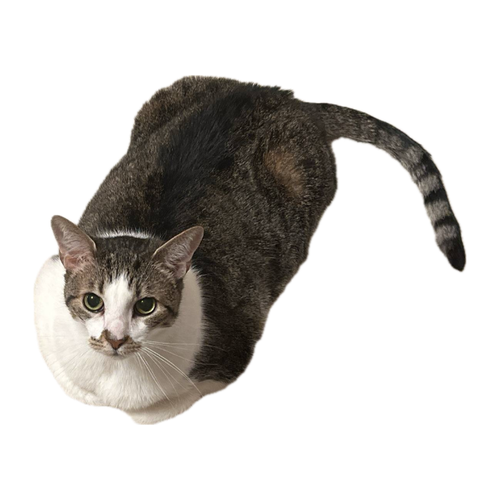 Image of Lexi the Cat Laying Down