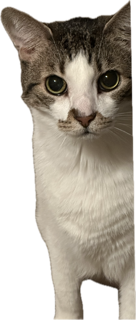 lexi and lynx, the cats together