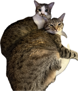 lexi and lynx, the cats together