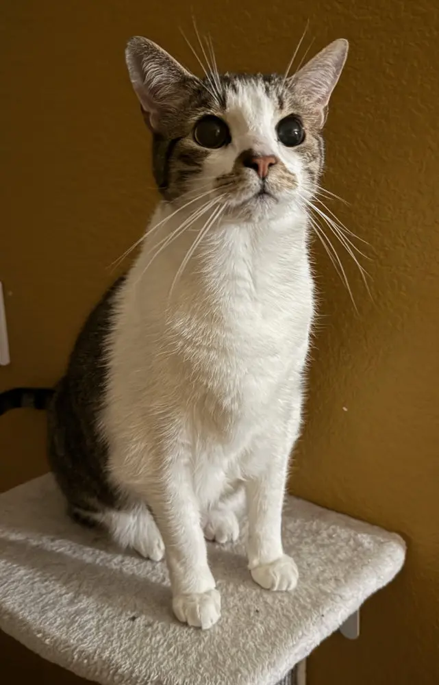 Image of lexi the cat standing on a cat tree
