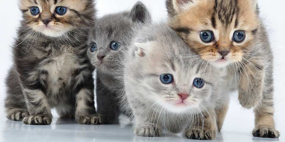 kitten photo