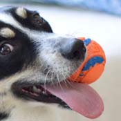 Orange ball with blue trim
