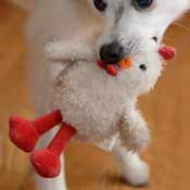 Dog's chew toy that looks like a chicken