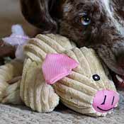 Dog's chew toy that looks like a pig