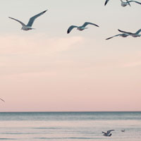 seagulls, ocean,horizon, sunset, sunrise