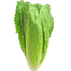 Lettuce image