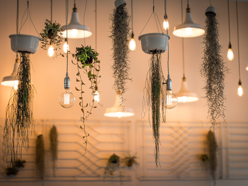 Click to read the blog post on Bringing some green into your home