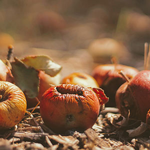 Image of rotting apples.