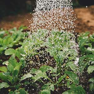 Image of a garden getting watered.