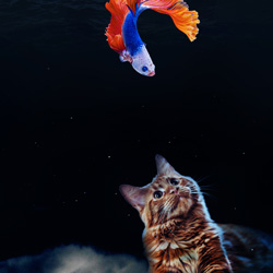 Photoshop edit of a cat sitting on clods, looking up at a fish that's swimming in water above him