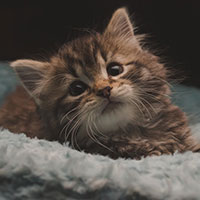 A small tabby kitten lays on a blue blanket.