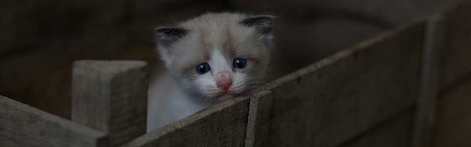 A small kitten sits in a box.