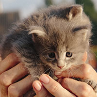 Two kittens being held.