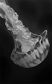 Black and white digital drawing of a Jellyfish