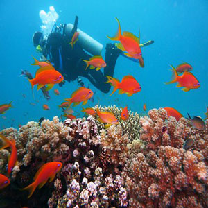 Egypt Sharm El-Sheikh diveing underwater coral reefs and colorful fish