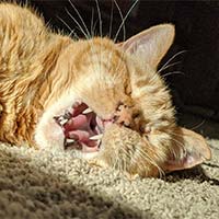 Caramel, orange american short-hair cat