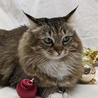 Frances, long-haired forest cat