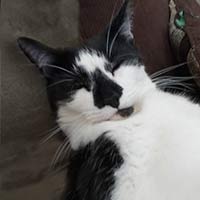 Maui, tuxedo american short-hair cat