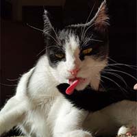 Two-Bit, tuxedo american short-hair cat