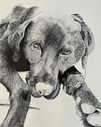 black and white drawing of a black lab