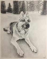 black and white drawing of a german shepherd dog laying on grass