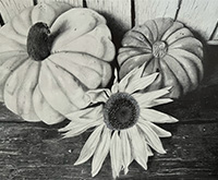 black and white drawing of two pumpkins and a sunflower