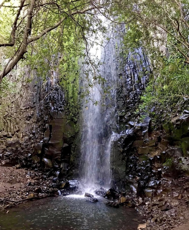 Trees surrounding a view of a small waterfall filling a pond
