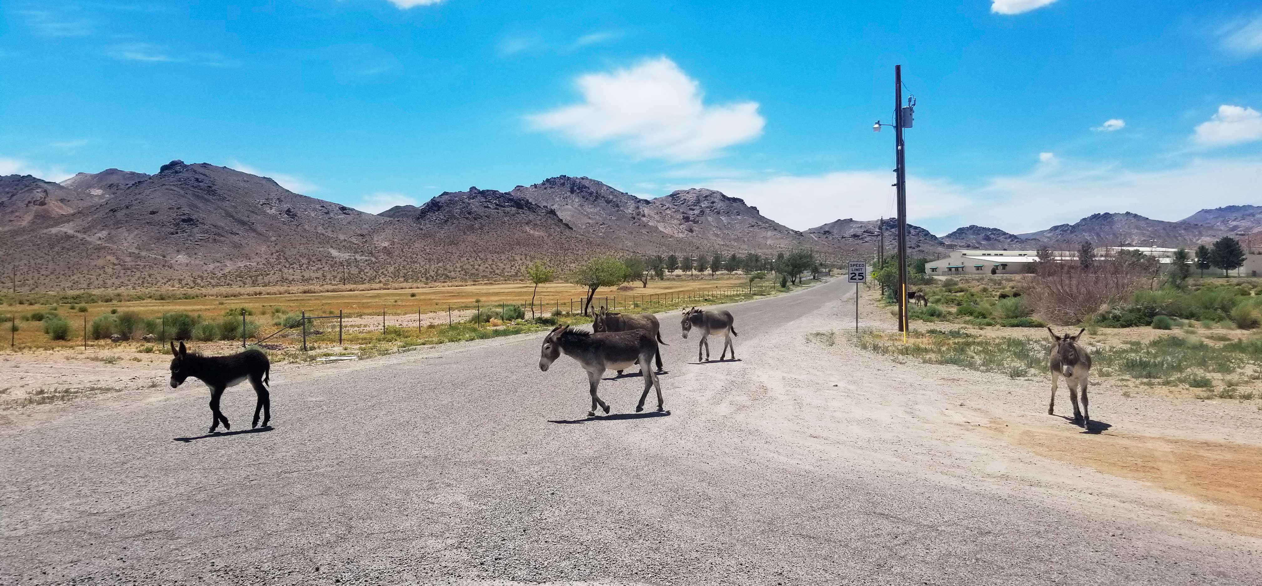 Image of wild donkeys in the town of Beatty, Nevada.