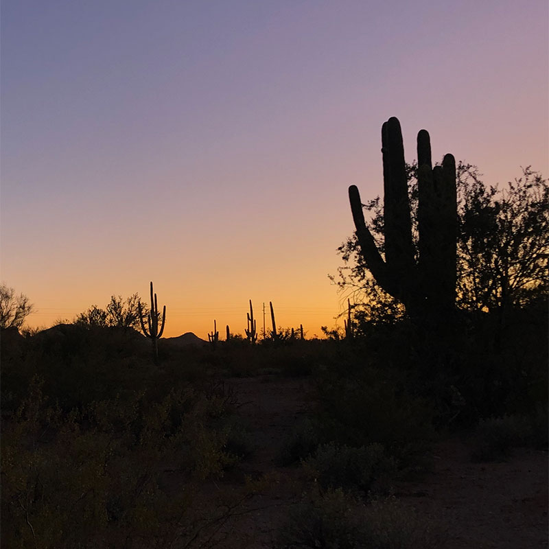 A purple and yellow sky with the shadow of a cactus just after sunset