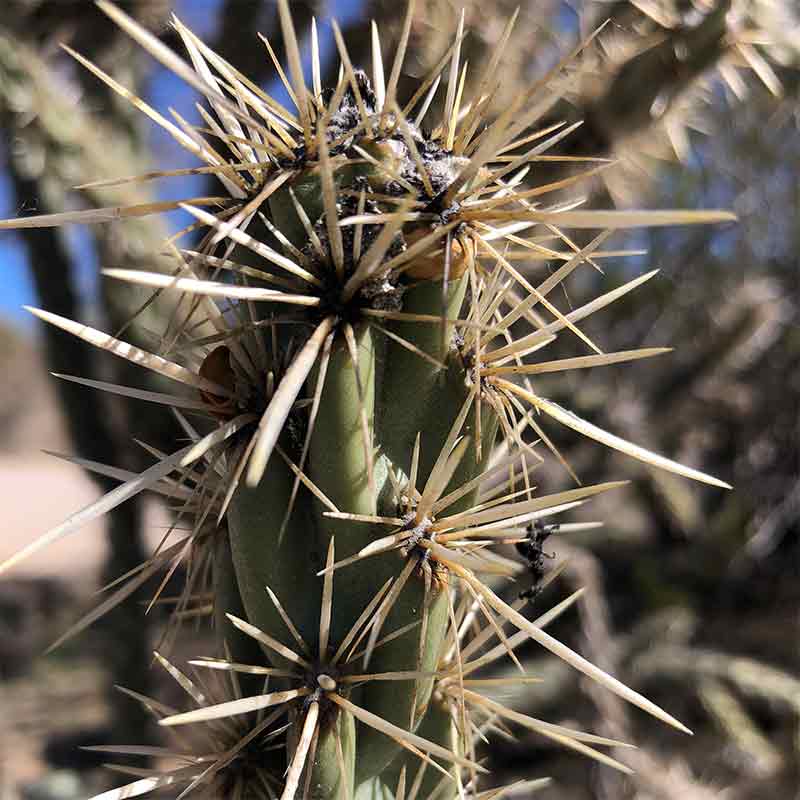 A closeup shot of a very sharp cactus