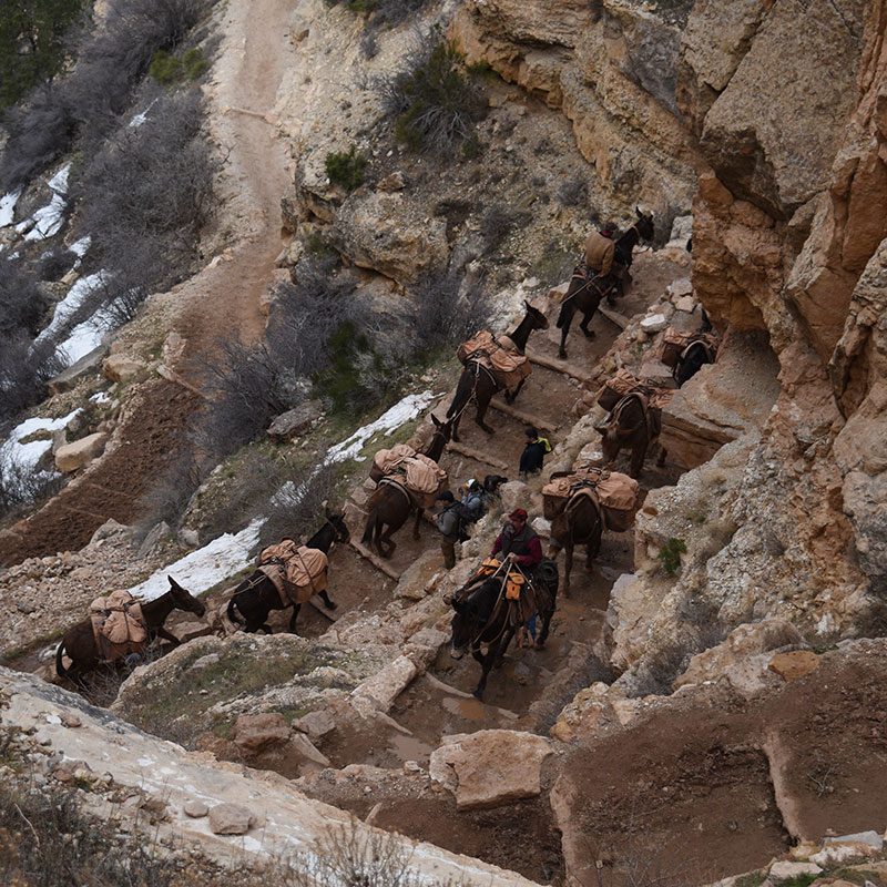 A line of mules carrying supplies makes its way up the grand canyon
