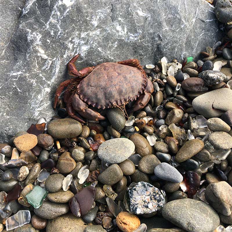A crab washes ashore amongst colored rocks on the beach