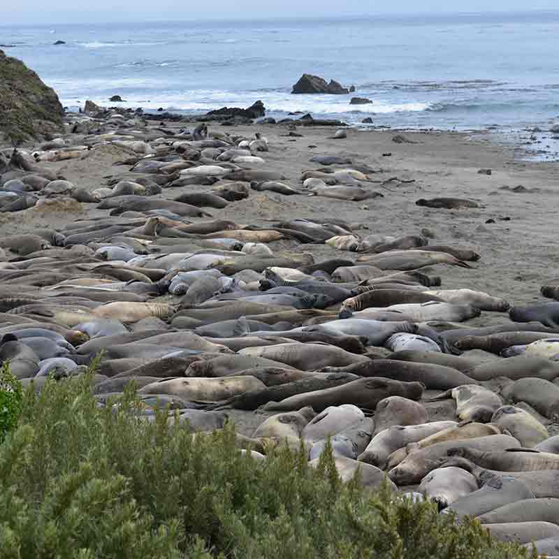Hundreds of sea lions line the beach nuzzled up close to one another