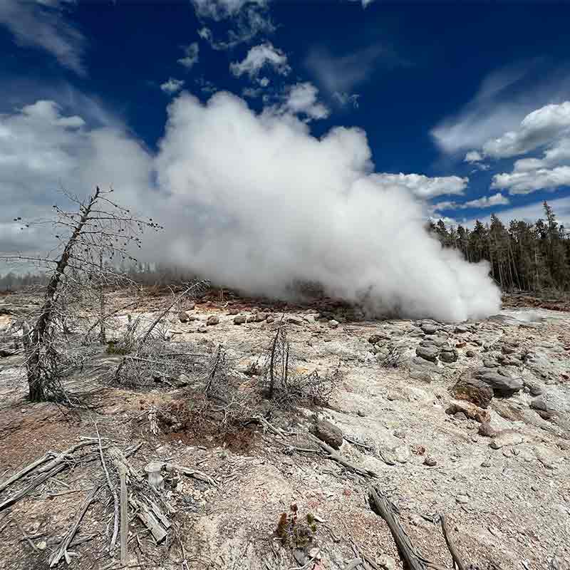 A geyser erupts hot steam from the earth killing the trees around it