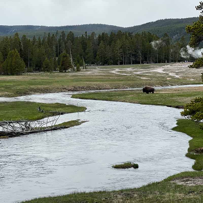 A valley river scene with a bison in the background