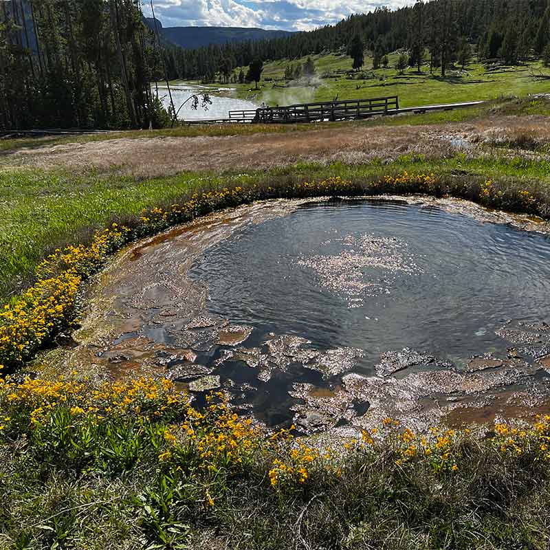 A round hot spring amongst the green grass surrounded by small yellow flowers