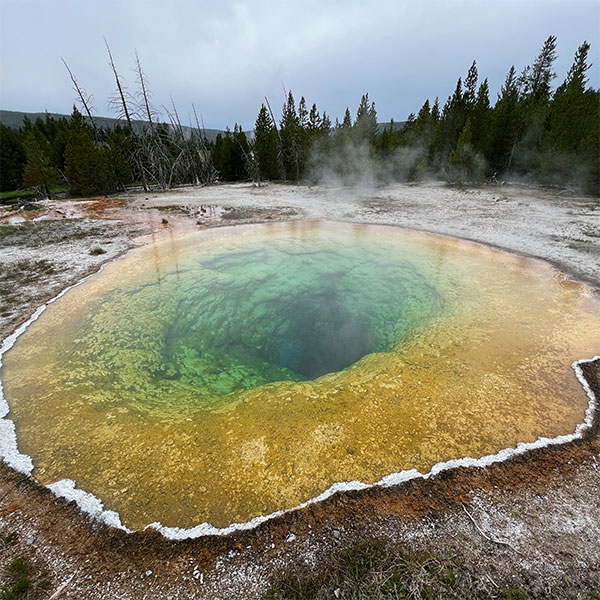 A yellow and green hot spring in the forest at yellowstone national park