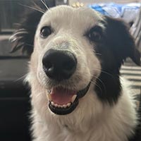 Picture of my dog Ace