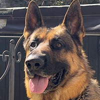 Picture of my dog Axl
