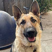 Picture of my dog Nami